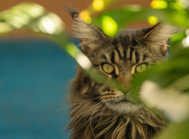 Maine Rakun mermer renginin sanat portresi