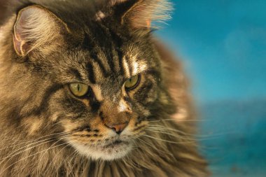 Bir Maine Rakunu 'nun portresi mermer rengi