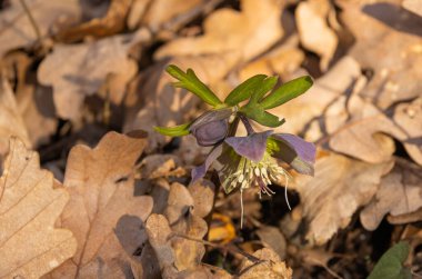 Bahar ormanlarında çiçek açan karayipler...