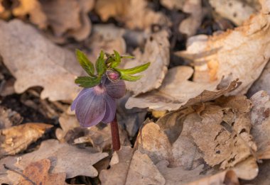 Bahar ormanlarında çiçek açan karayipler...