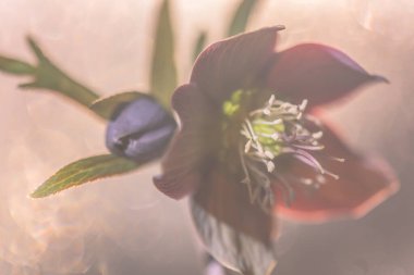 Pastel gölgelerde çiçek açan karadelik çiçekleri yakın plan