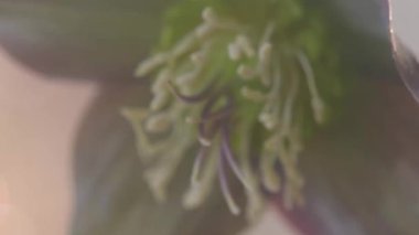 Arka plan için pastel renklerde çiçek açan karadelik çiçekleri