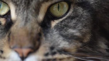 Mermer bir Rakun 'un Portresi