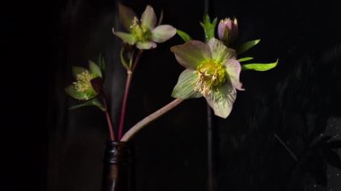 Yapay yağmurun altında karabatak çiçeği