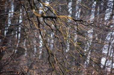 Yıldırım düşen meşe dalları