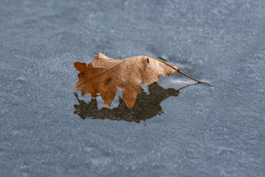 Donmuş bir gölün buzuna düşen yapraklar.