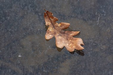 Donmuş bir gölün buzuna düşen yapraklar.