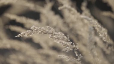 Rüzgarda sallanan Calamagrostis epigejos