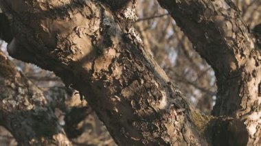 Parlak ökseotu yaşlı bir ağaçta