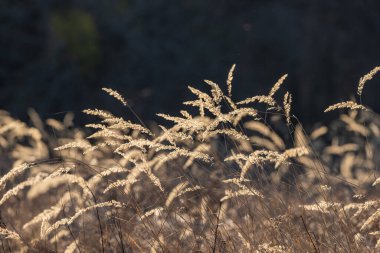 Rüzgarda sallanan Calamagrostis epigejos