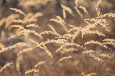 Rüzgarda sallanan Calamagrostis epigejos