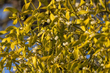 Yaşlı bir ağacın üzerinde renkli ökseotu