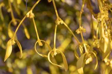 Colorful mistletoe on an old tree clipart