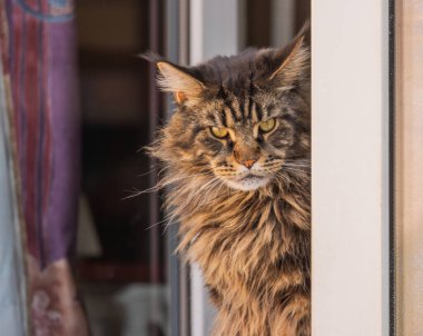 Pencere kenarındaki mermer bir rakunun portresi.