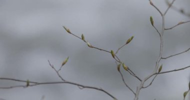Dağlık bir bahar ormanında kaynayan bir dere.