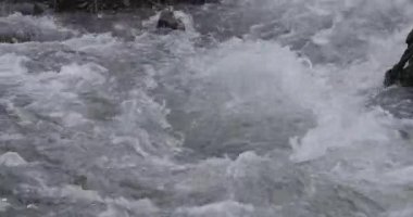 Dağlık bir bahar ormanında kaynayan bir dere.