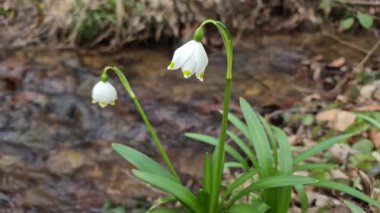 Löcojum vernum çiçeği dağ bahar ormanında çiçek açar.