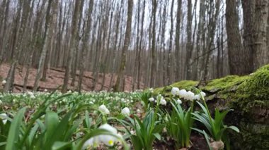 Löcojum vernum çiçeği dağ bahar ormanında çiçek açar.