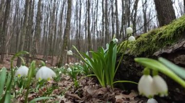 Löcojum vernum çiçeği dağ bahar ormanında çiçek açar.