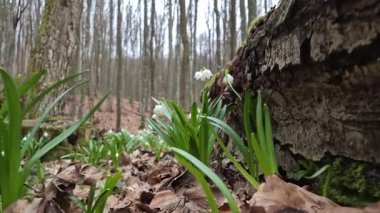 Löcojum vernum çiçeği dağ bahar ormanında çiçek açar.