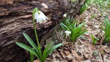Löcojum vernum çiçeği dağ bahar ormanında çiçek açar.