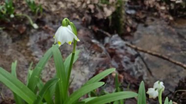 Löcojum vernum çiçeği dağ bahar ormanında çiçek açar.