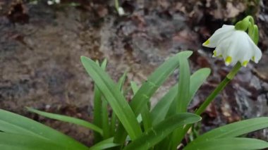 Löcojum vernum çiçeği dağ bahar ormanında çiçek açar.