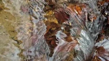 Dağlık bir bahar ormanında kaynayan bir dere.
