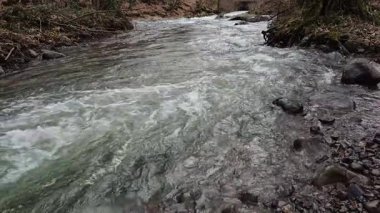 Dağlık bir bahar ormanında kaynayan bir dere.