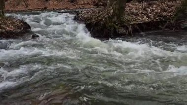 Dağlık bir bahar ormanında kaynayan bir dere.