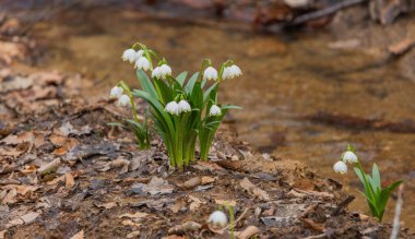 Flower leucojum vernum blooms in the mountain spring forest clipart