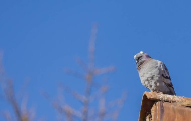 City pigeon on a tiled roof