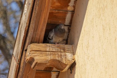 City pigeon on a tiled roof