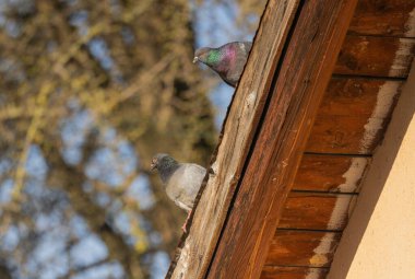 City pigeon on a tiled roof