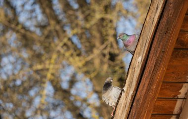 City pigeon on a tiled roof