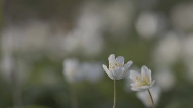Anemone Nemorosa 'nın baharda açtığı dağ ormanında