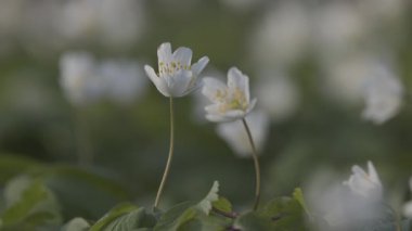 Anemone Nemorosa 'nın baharda açtığı dağ ormanında