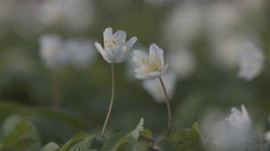 Anemone Nemorosa 'nın baharda açtığı dağ ormanında