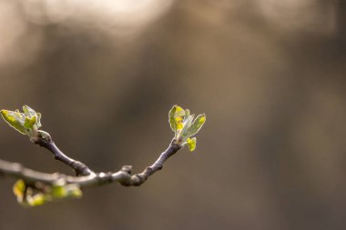 Genç yapraklar baharda bir ağaçta