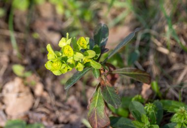 Dağ bahar ormanlarında öforbi helioskopisi