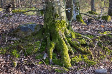Karpatlar 'ın dağ ormanlarında Avrupa kayın ağacı