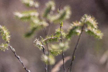 Nisan ayı başında salya lasiolepis