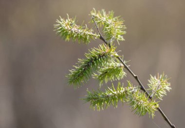 Nisan ayı başında salya lasiolepis