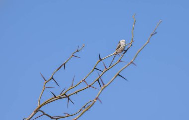 Long-tailed tit Aegithalos caudatus sits on a branch