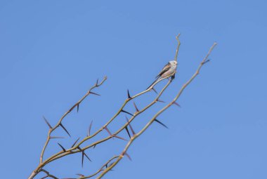 Long-tailed tit Aegithalos caudatus sits on a branch