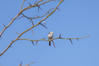 Long-tailed tit Aegithalos caudatus sits on a branch