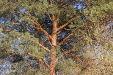 Güneşli bir günde kocaman bir çam ağacının tacı