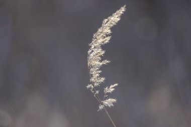 Rüzgarda sallanan Calamagrostis epigejos
