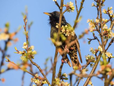 Sturnus vulgaris çiçekli bir dalda oturuyor.