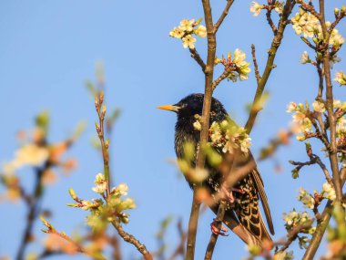 Sturnus vulgaris çiçekli bir dalda oturuyor.